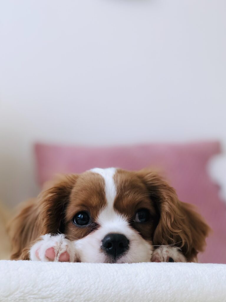 Photo by unsplash
