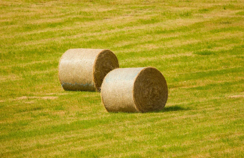 Benefits-of-Using-EM-to-make-Silage